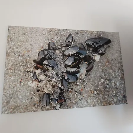 Apartment Fw Suennkieker *